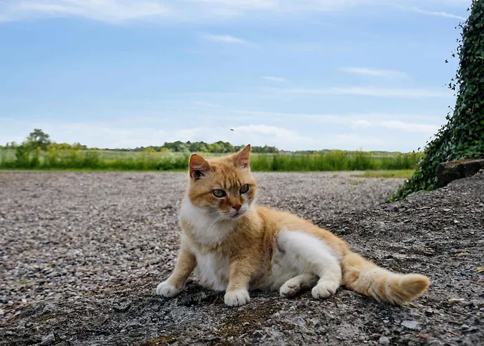 Semesterbostad Large Near
